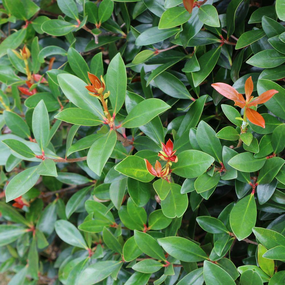 national PLANT NETWORK 2.25 Gal. Cleyera Japonica Shrub HD7122