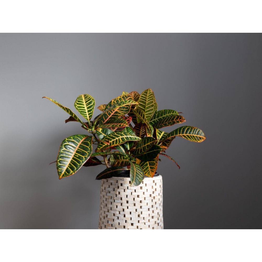 BELL NURSERY 2 Gal. Croton Live Indoor House Plant in 10 in. Nursery Pot CROTN10AST1PK