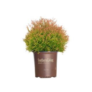SOUTHERN LIVING 2 Gal. Fire Chief Arborvitae (Thuja) Live Dwarf Evergreen Shrub Golden-Orange Foliage 55292