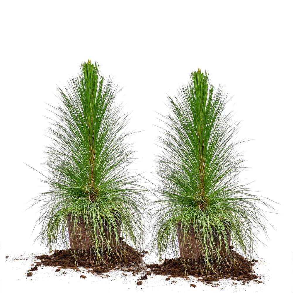 3 Gal. Longleaf Pine Tree (2-Pack) THD00180