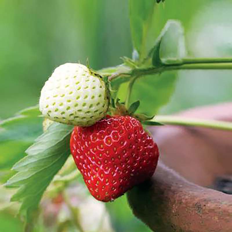 Estavana Gourmet Strawberry - Fragaria - 4 Plants - 2.5