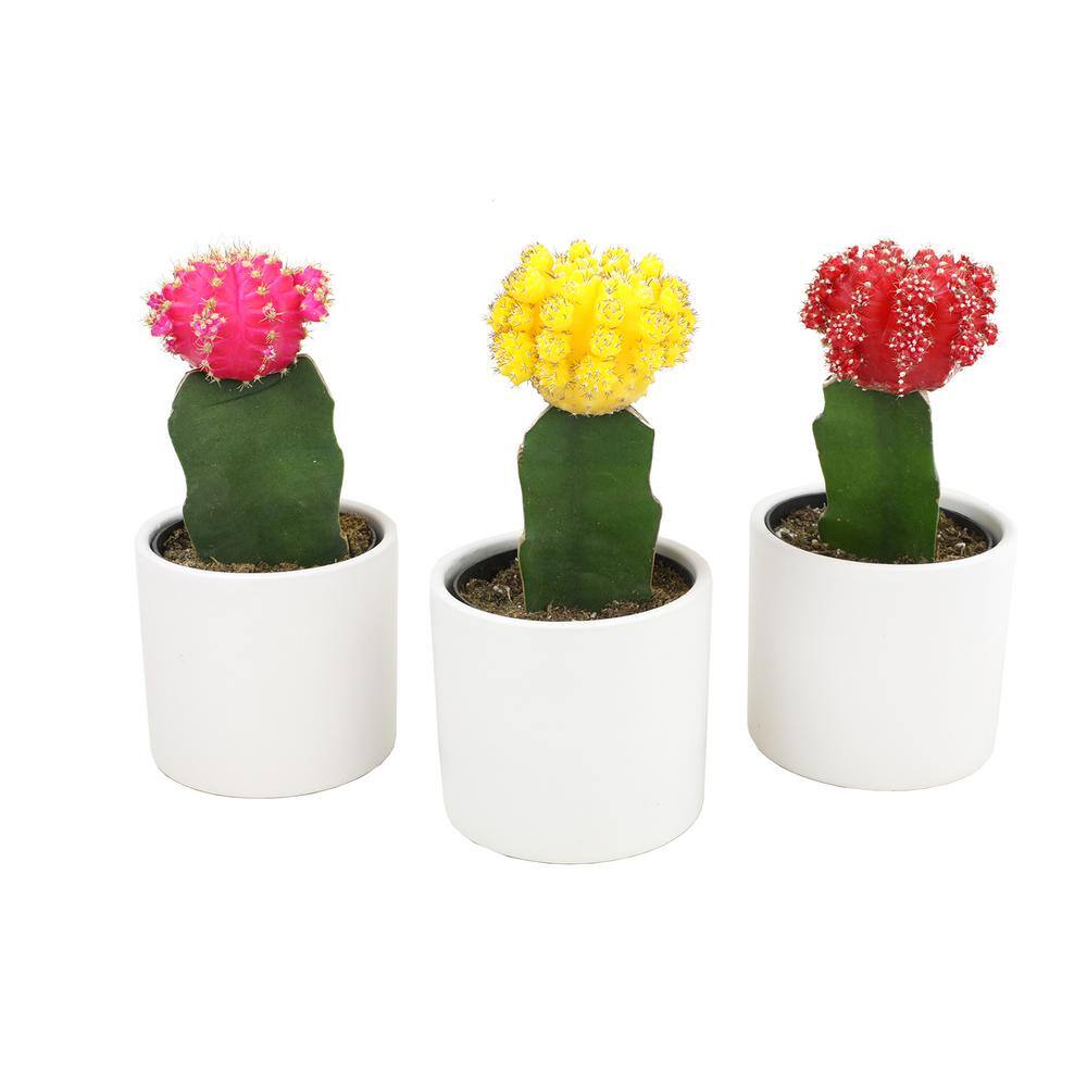 ALTMAN PLANTS 2.5 in. Assorted Grafted Cactus 3-Pack in White Glazed Clay Pot 0872545