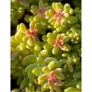 Cesicia Non-Fragrant Live Stonecrop Sedum Planter Pet-Safe (5-Piece) RichM810Cacti03