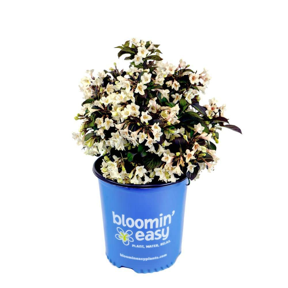 BLOOMIN' EASY 2 Gal. Tuxedo Weigela Live Shrub Pure White Flowers DGWE6095