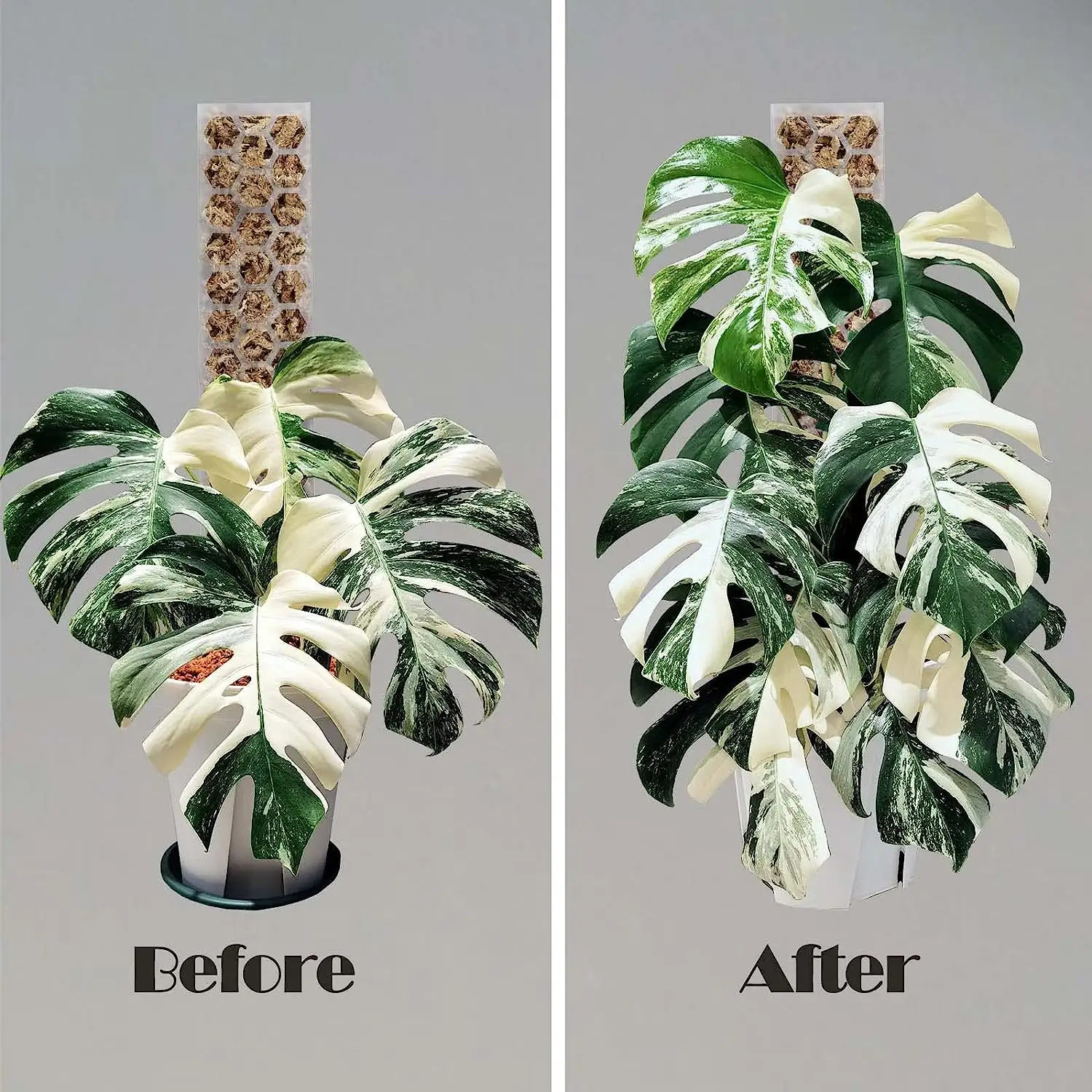 Plastic Moss Pole Monstera Climbing Plants Support Garden Supplies Indoor Plants Stand Vulcanus