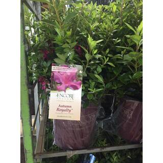 ENCORE AZALEA 2 Gal. Autumn Royalty Reblooming Azalea Shrub with Purple Flowers 80552