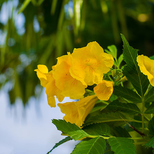 Lone Star Growers by Altman Plants 2Gal Yellow Tecoma Sun Trumpets