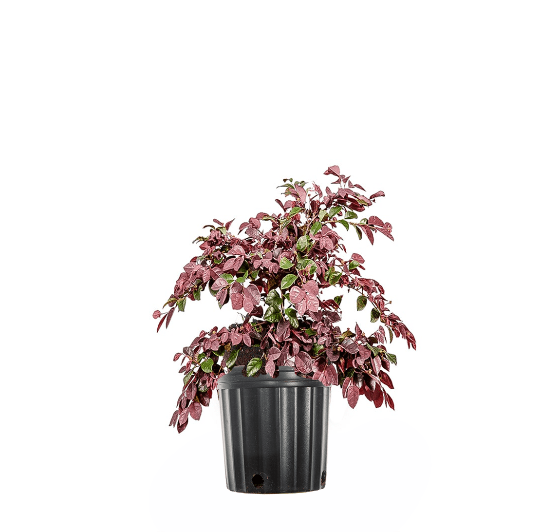 1 Gal. Ruby Loropetalum - Chinese Fringe Tree - Showy Tassel-Like Blooms