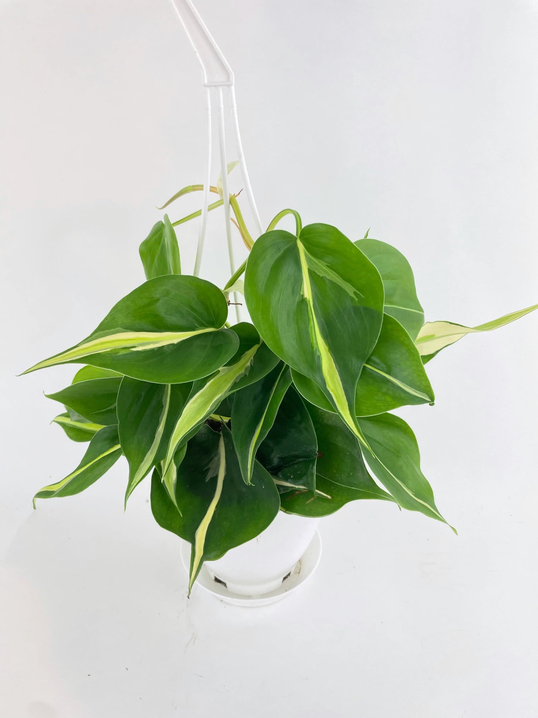 Philodendron Hederaceum Silver Stripe