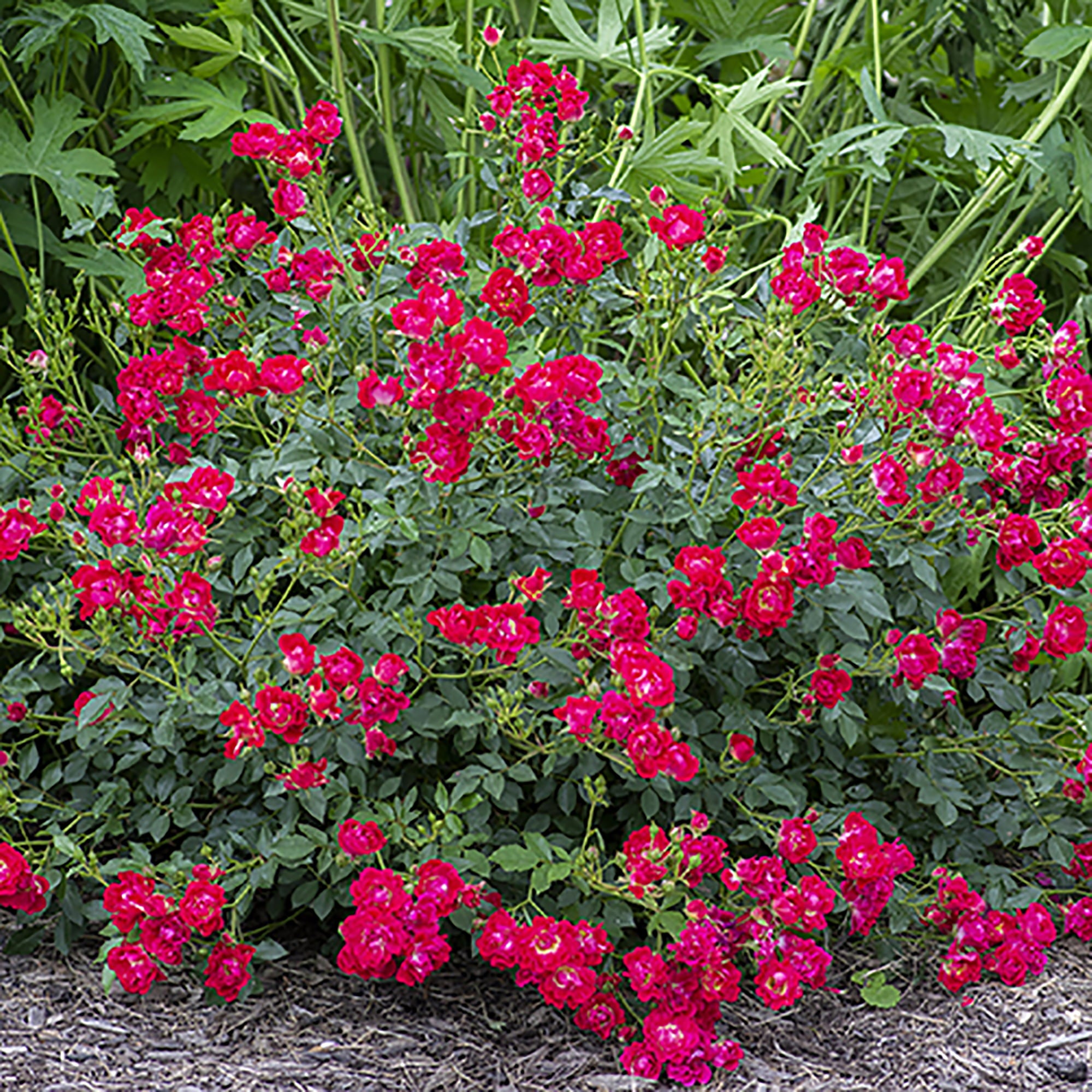 Drift Red Rose Live Shrub (2 Gallon)