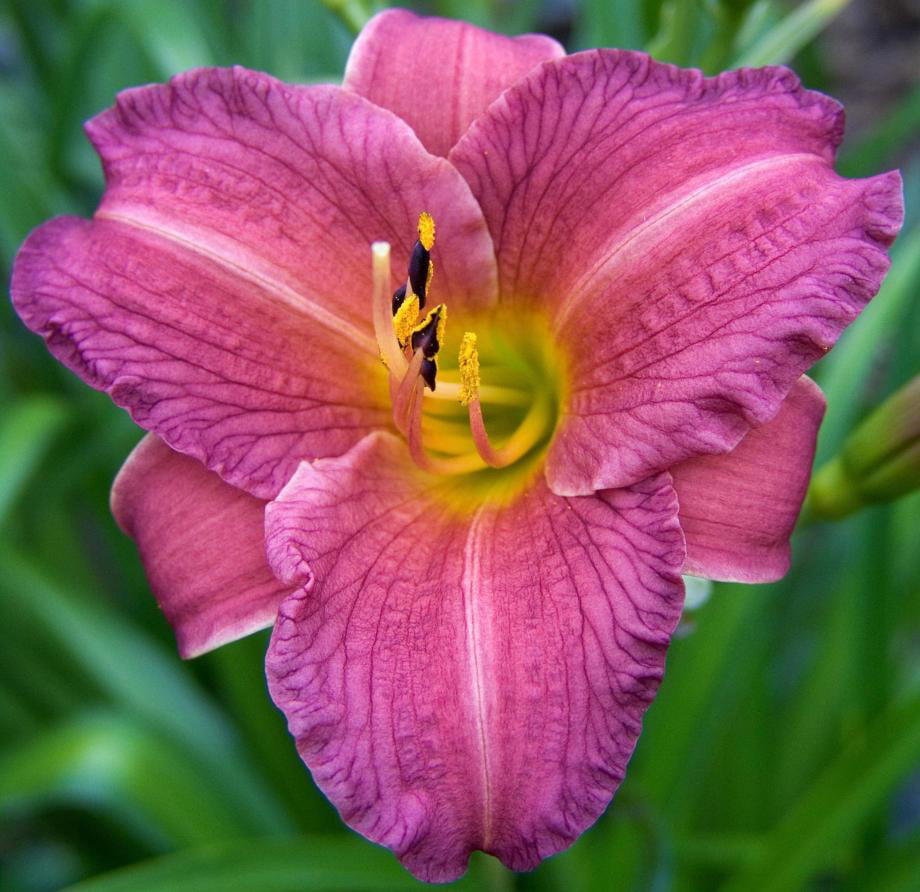 Classy Groundcovers - Hemerocallis 'Purple de Oro'  {25 Bare Root Plants}