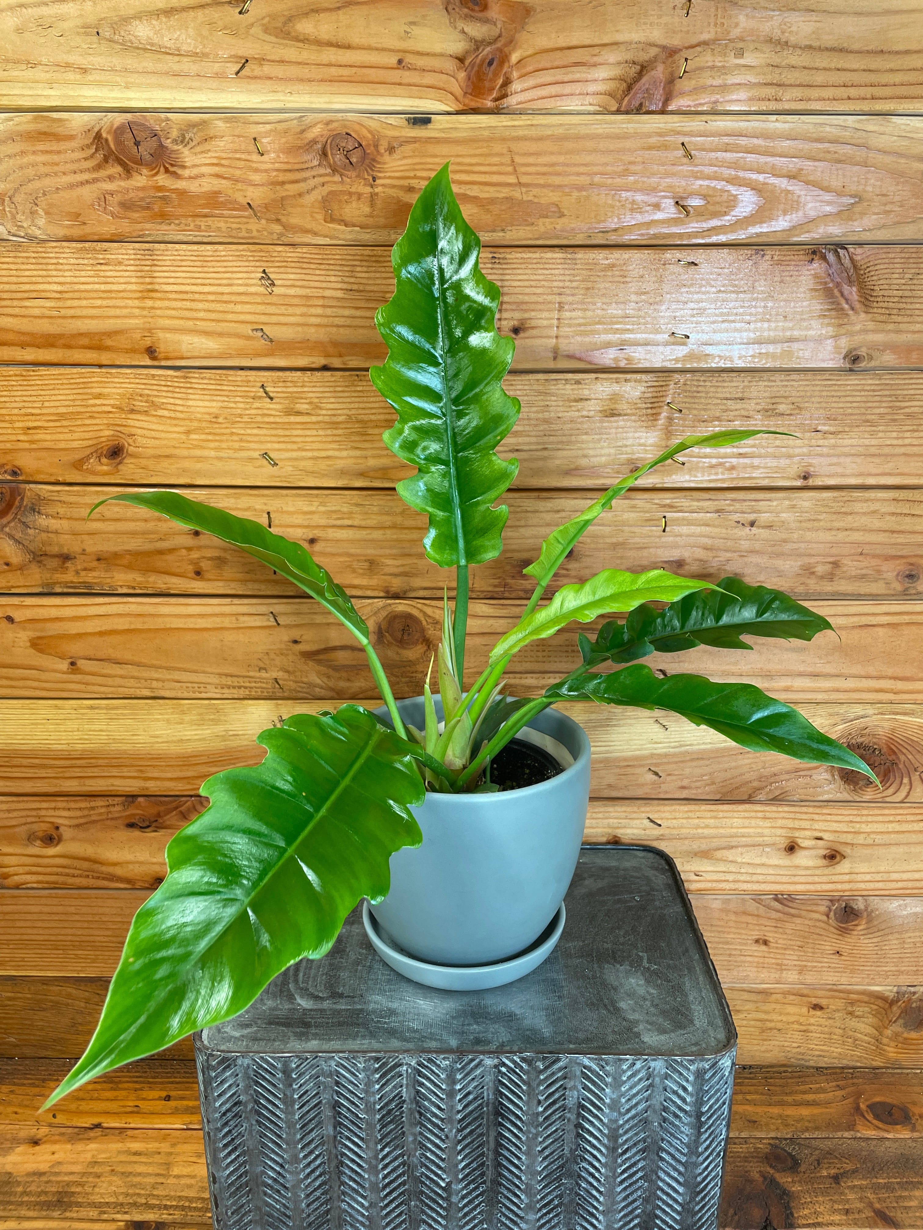 Philodendron Tiger Tooth， 6