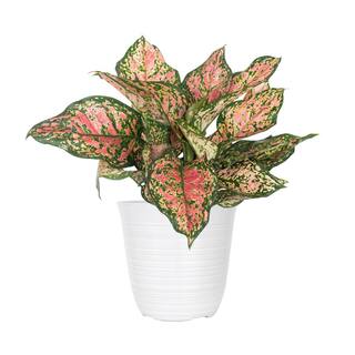 United Nursery Aglaonema Ruby Ray Plant in 6 inch White Decor Pot 78866