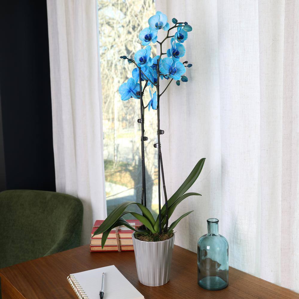 Just Add Ice Premium Orchid (Phalaenopsis) Watercolor Blue Plant in 5 in. Grey Ceramic Pottery J5016