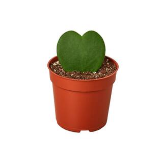 Sweetheart (Hoya) Plant in 4 in. Grower Pot 4_HOYA_HEART