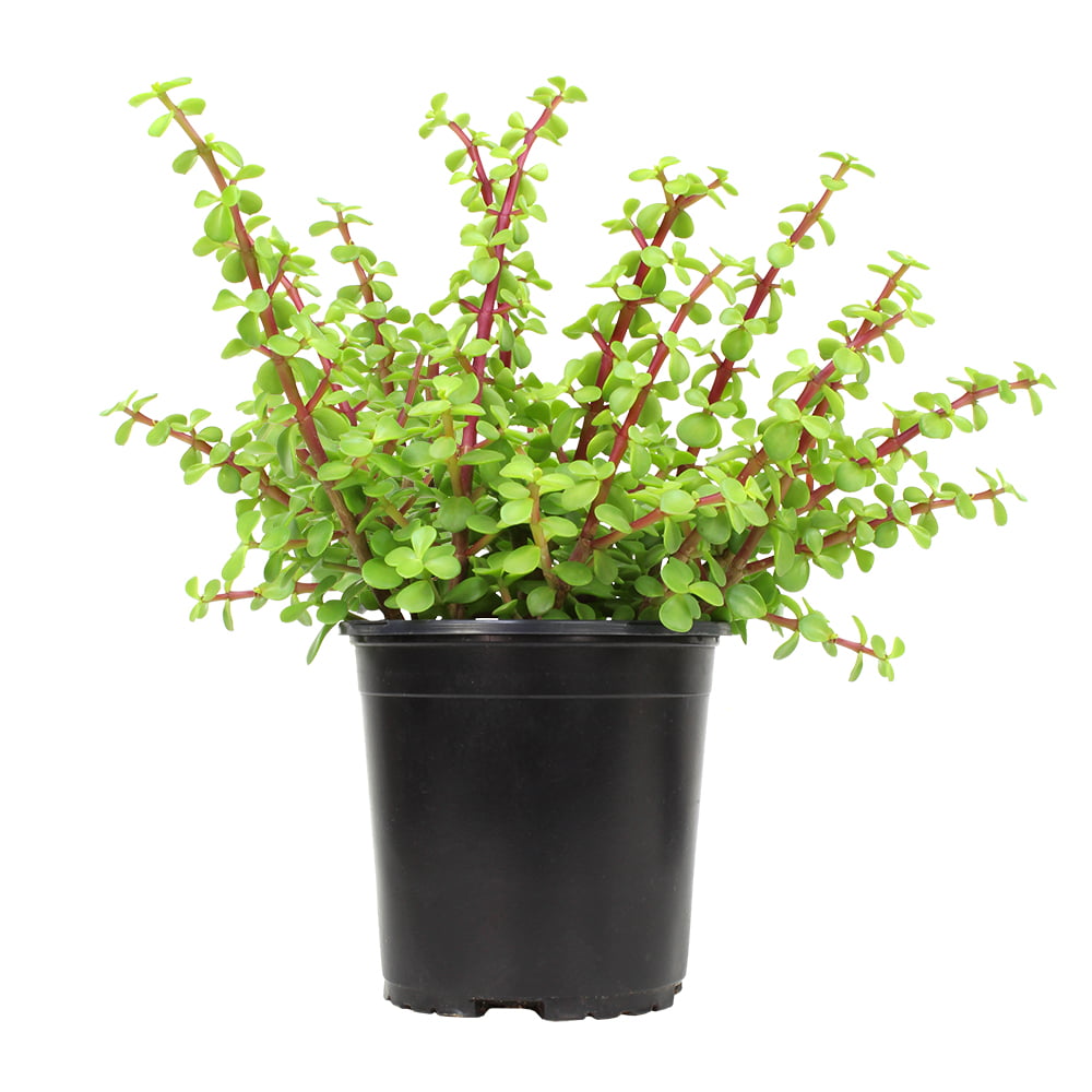 Element by Altman Plants Portulacaria Afra Prostrata Live Succulent