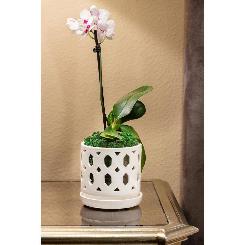 Vigoro 5 in. Dixie Small White Open Orchid Ceramic Planter (5 in. D x 5 in. H) with Drainage Hole and Attached Saucer CR01720S-05W