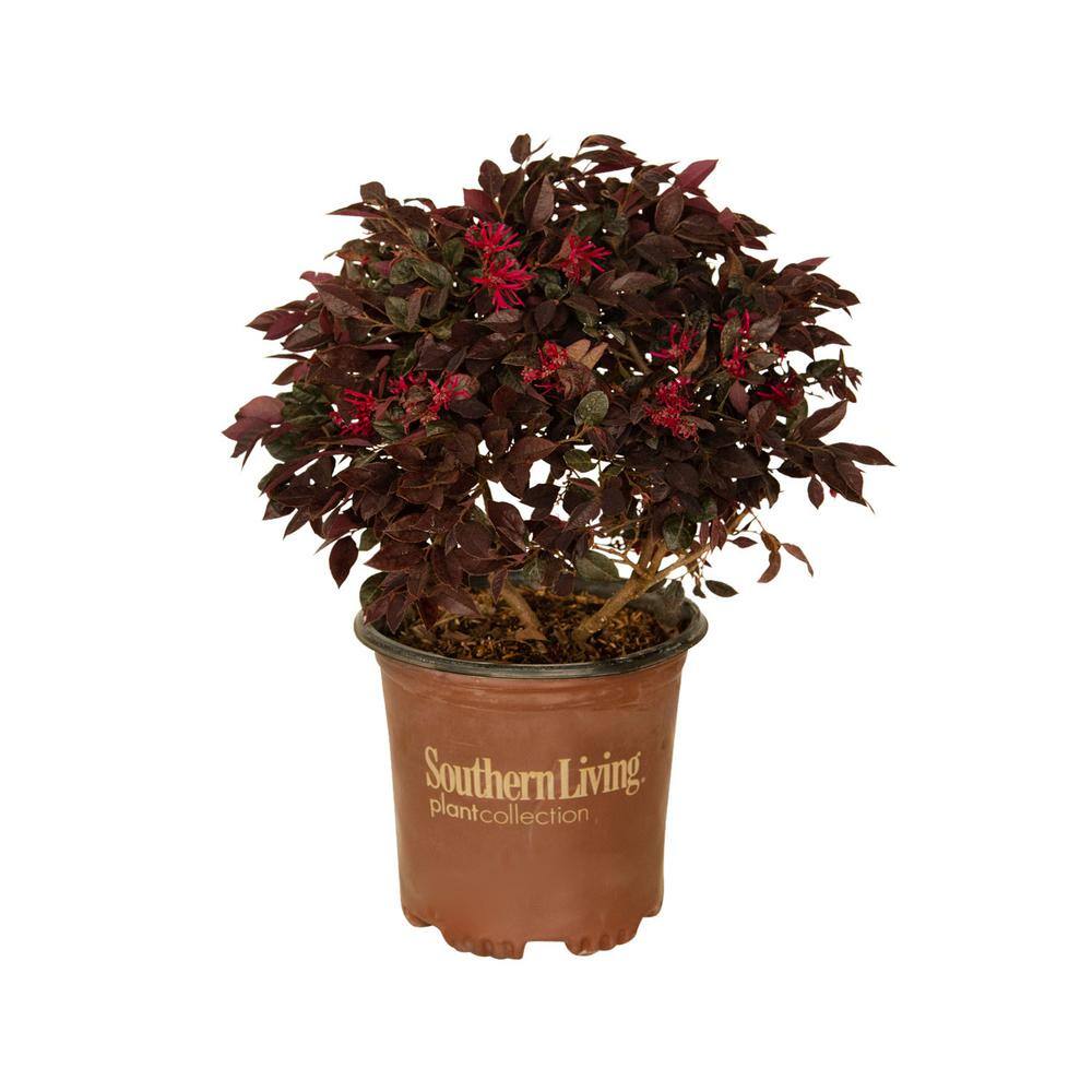 SOUTHERN LIVING 2 Gal. Purple Daydream Dwarf Loropetalum Evergreen Shrub with Purple Foliage Pink Ribbon Blooms 41992