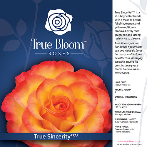 True Bloom by Altman Plants 8QT True Sincerity Live Rose