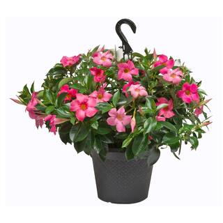 Rio 1.2 Gal (#10) Hanging Basket Dipladenia Flowering Annual Shrub with Red Pink White and Raspberry Splash Blooms 1001319332