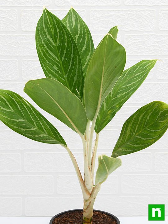 Aglaonema Stripes - Plant