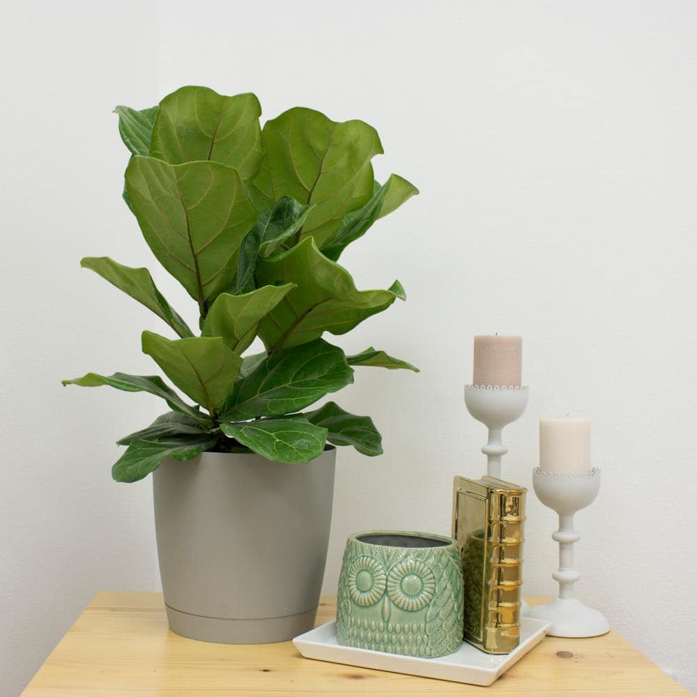 Costa Farms Fiddle Leaf Fig Indoor Plant in 10 in. Black Grower Pot Avg. Shipping Height 1-2 ft. Tall 10PAN