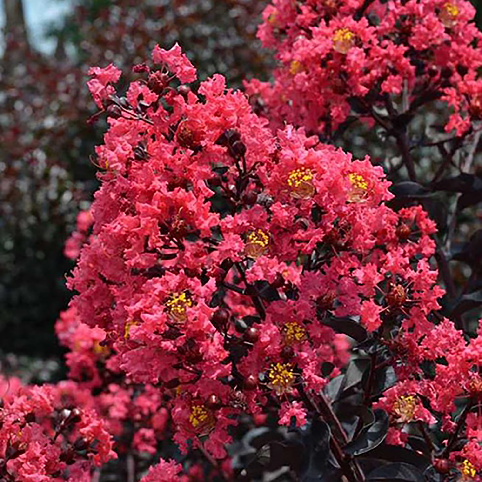 First Editions Midnight Magic Crape Myrtle Live Shrub (7 Gallon)