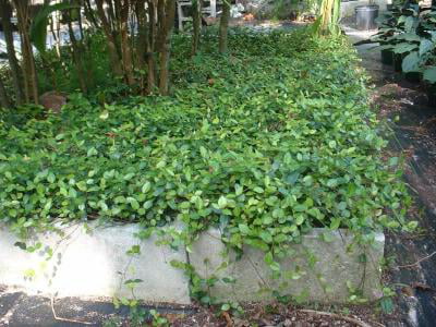 Classy Groundcovers - Asiatic Jasmine Asian Jasmine， Dwarf Jasmine， Japanese Star Jasmine {54 Pots - 2 1/2 inch Square}