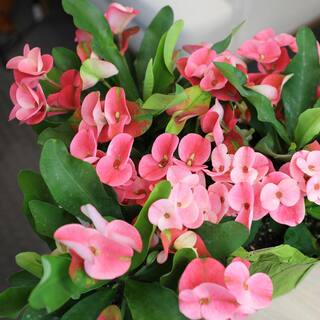 ALTMAN PLANTS 4.25 in. Euphorbia Milii With Pink Flowers Charlotte Variety Crown Of Thorns Single Plant 0872926