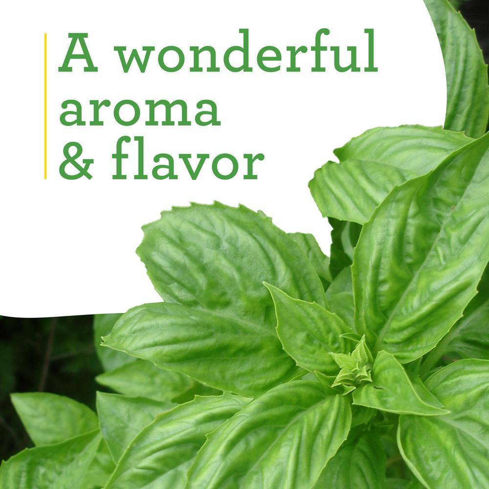 Bonnie Plants 19.3 oz. Sweet Genovese Basil Herb Plant 118480