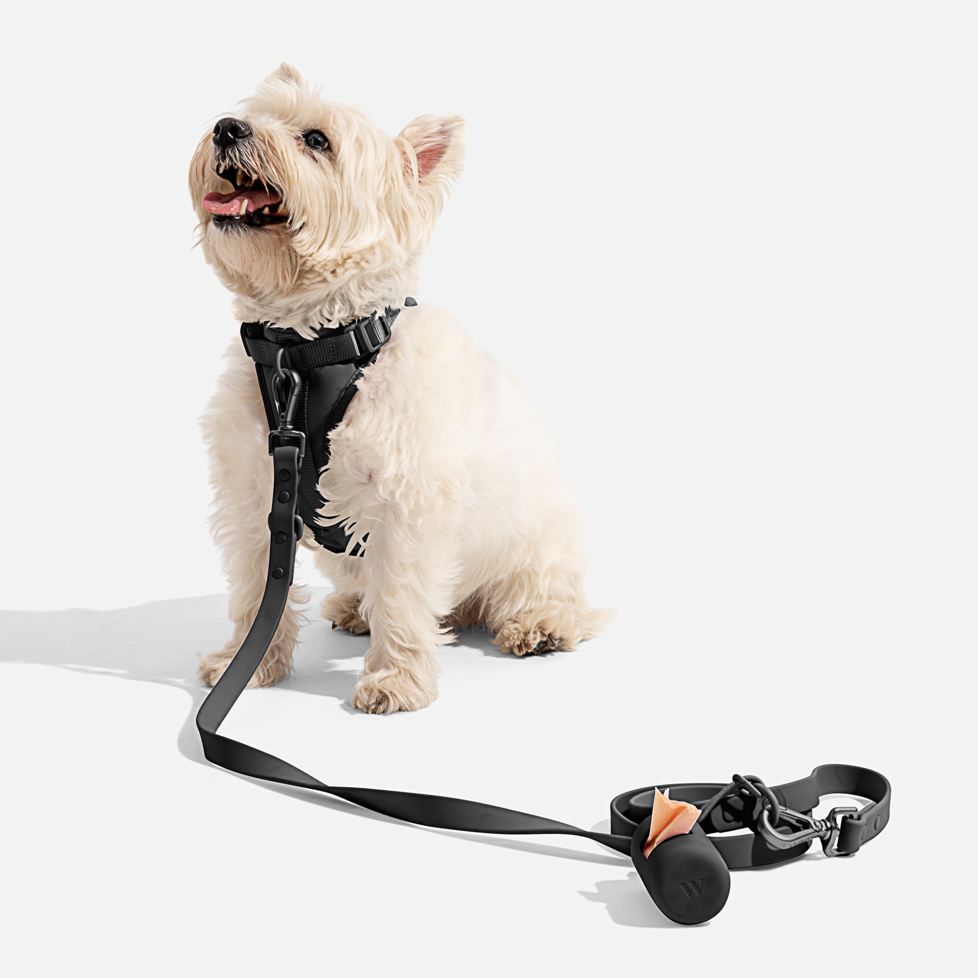 Wild One Black Dog Leash， 66