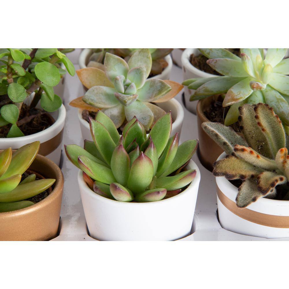 Costa Farms Mini Indoor Succulent Plants in 2 in. Ceramic Pots and Tray Avg. Shipping Height 2 in. Tall (48-Pack) CO.2SUCTRAY48