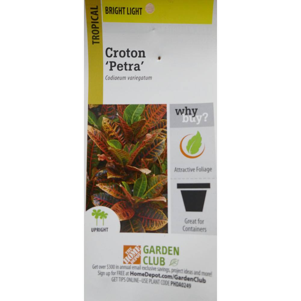 BELL NURSERY 2 Gal. Croton Live Indoor House Plant in 10 in. Nursery Pot CROTN10AST1PK