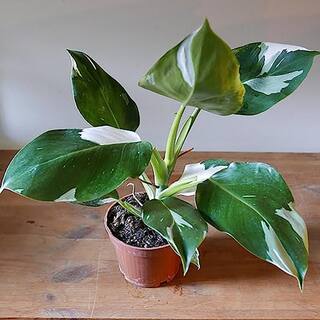 Wekiva Foliage White Knight Philodendron - Live Plant in a 4 Inch Pot - Philodendron Erubescens - Extremely Rare Indoor Houseplant WhiteKnightPhilodendron4