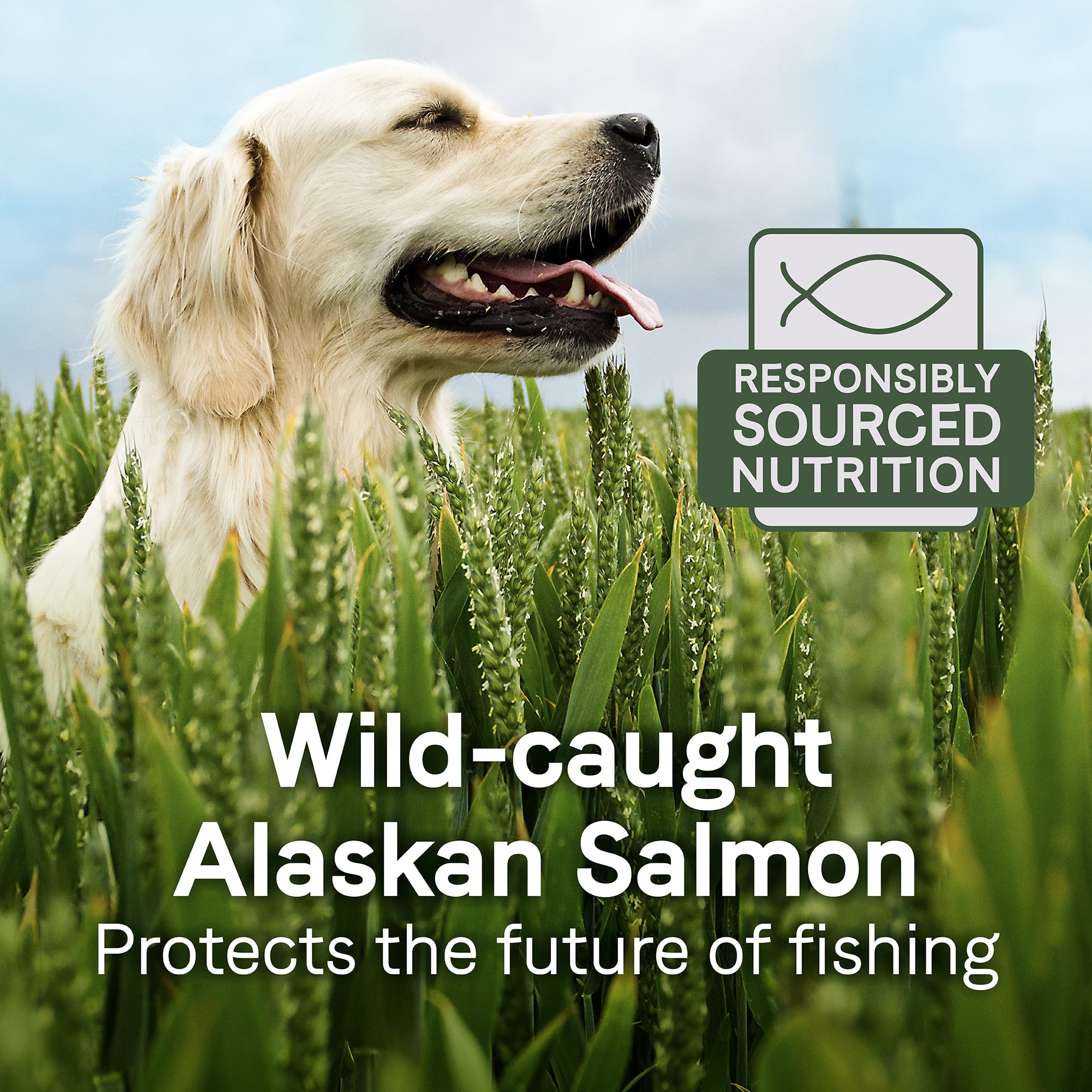 Canidae Sustain Premium Recipe with Wild-Caught Alaskan Salmon Adult Dry Dog Food， 18 lbs.