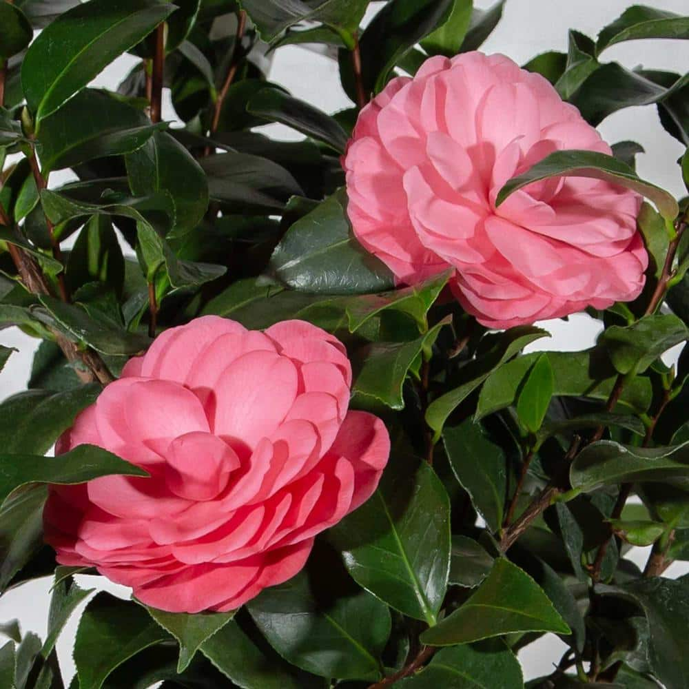 SOUTHERN LIVING 2.5 qt. Early Wonder Camellia Shrub with Formal Pink Double Blooms 7763Q