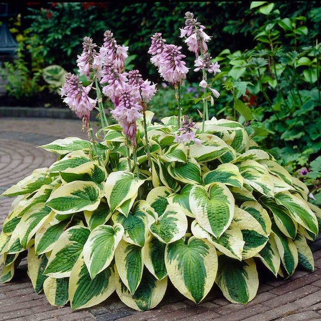 Hosta 'Wide Brim'