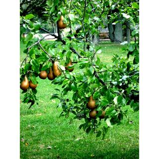 Online Orchards Dwarf Bosc Pear Tree - Sweet and Hardy Cinnamon Brown Pears (Bare-Root 3 ft. to 4 ft. Tall 2-Years Old) FTPR003