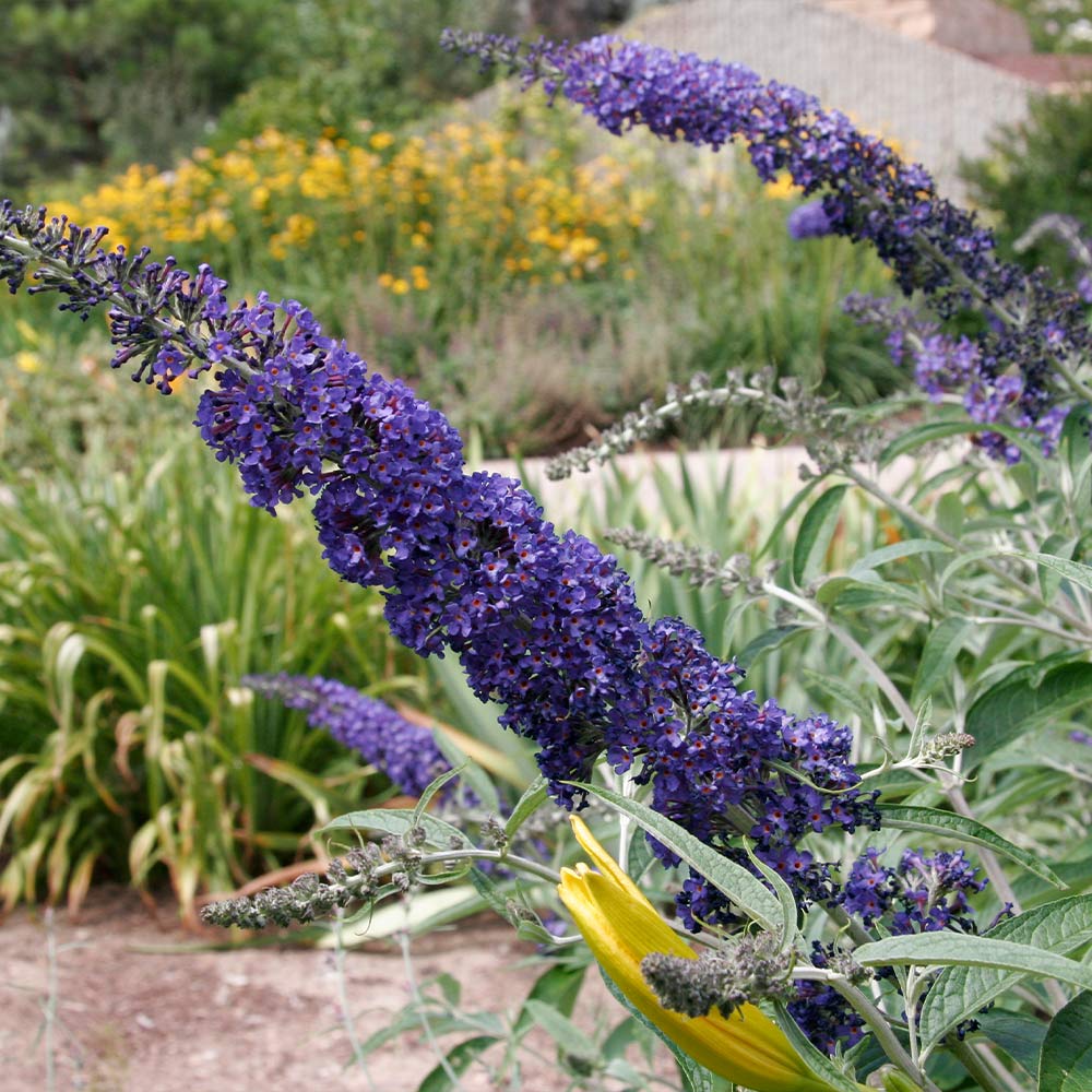 Black Knight Butterfly Bush