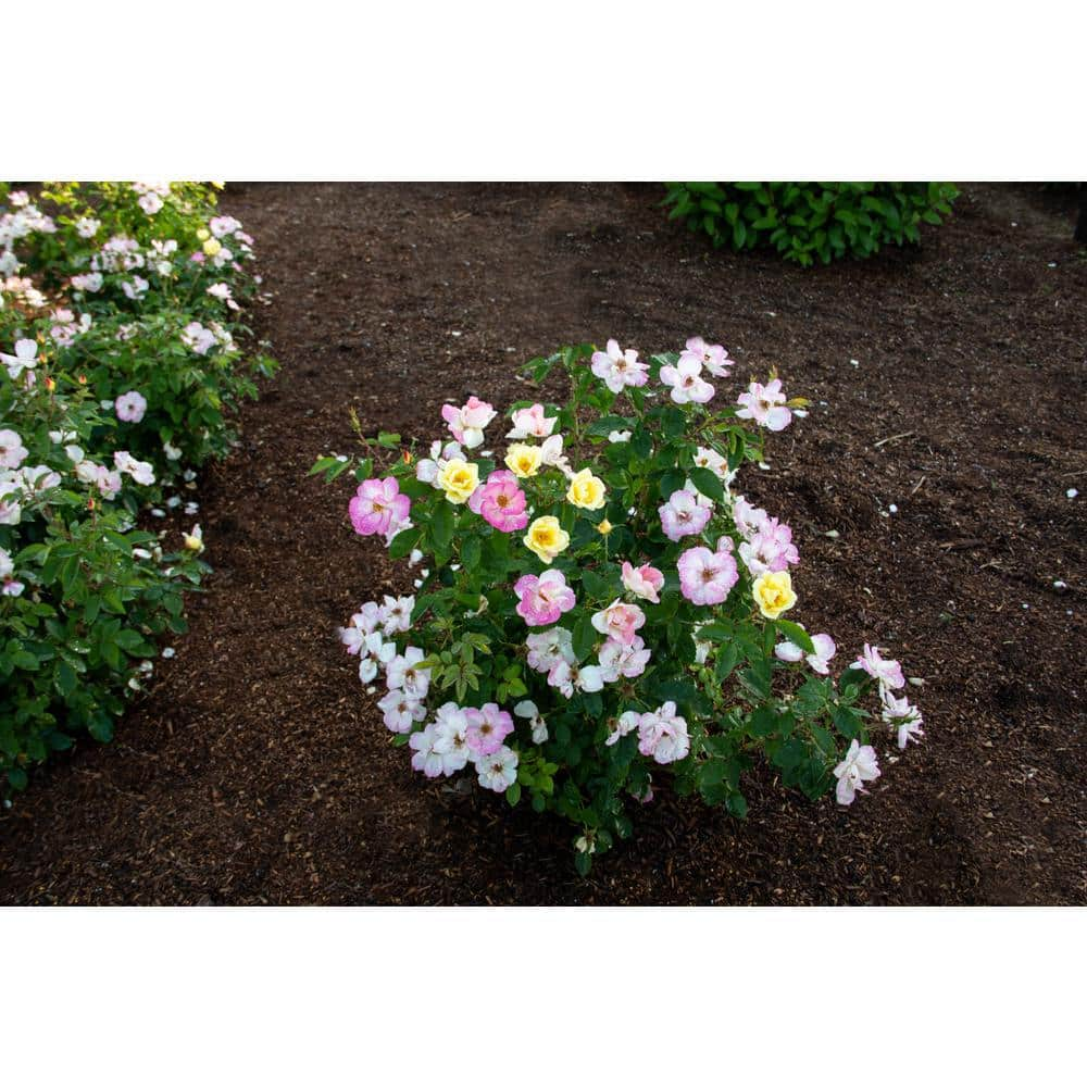 BLOOMIN' EASY Jumbo Pint Peach Lemonade Rose Live Shrub Lemon Yellow-White and Blush Pink Flowers DGRS4022