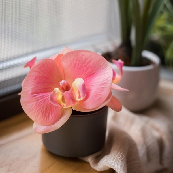 RusticReach Mini Real Touch Potted Orchid in Peach Pink