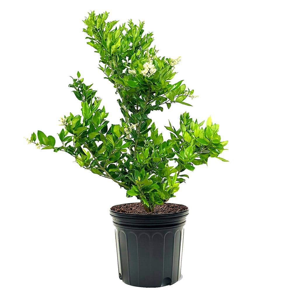 #7 Pot White Flowering Waxleaf Ligustrum Evergreen Shrub LIGWAX07G