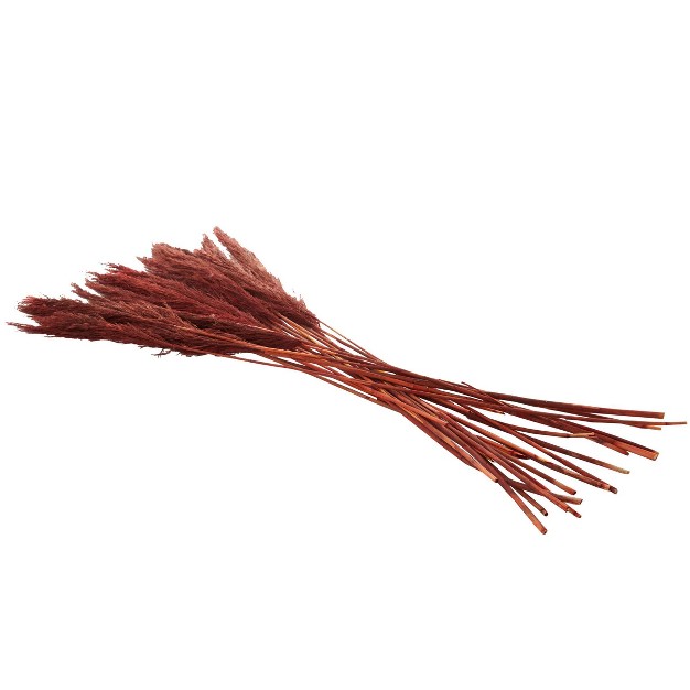 35 x27 x27 X 2 x27 x27 Dried Plant Pampas Natural Foliage With Long Stems Red Olivia amp May