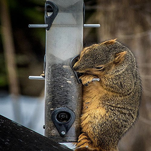 Best Grackle Squirrel Proof Bird Feeder by Bird Lovers