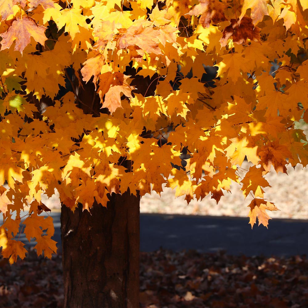 Silver Maple Tree