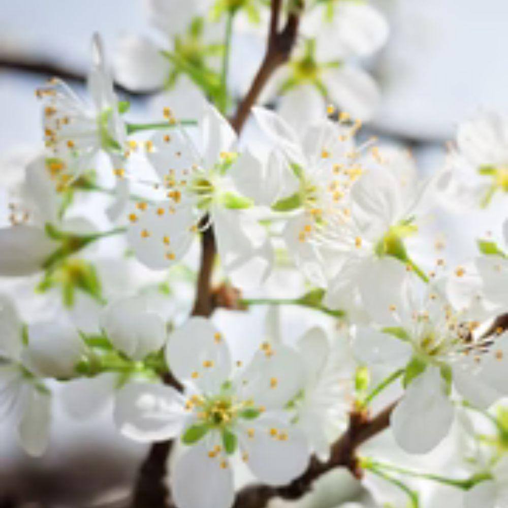 Southern Living 7 Gal. Byron Gold Plum Tree PLUBYR07G