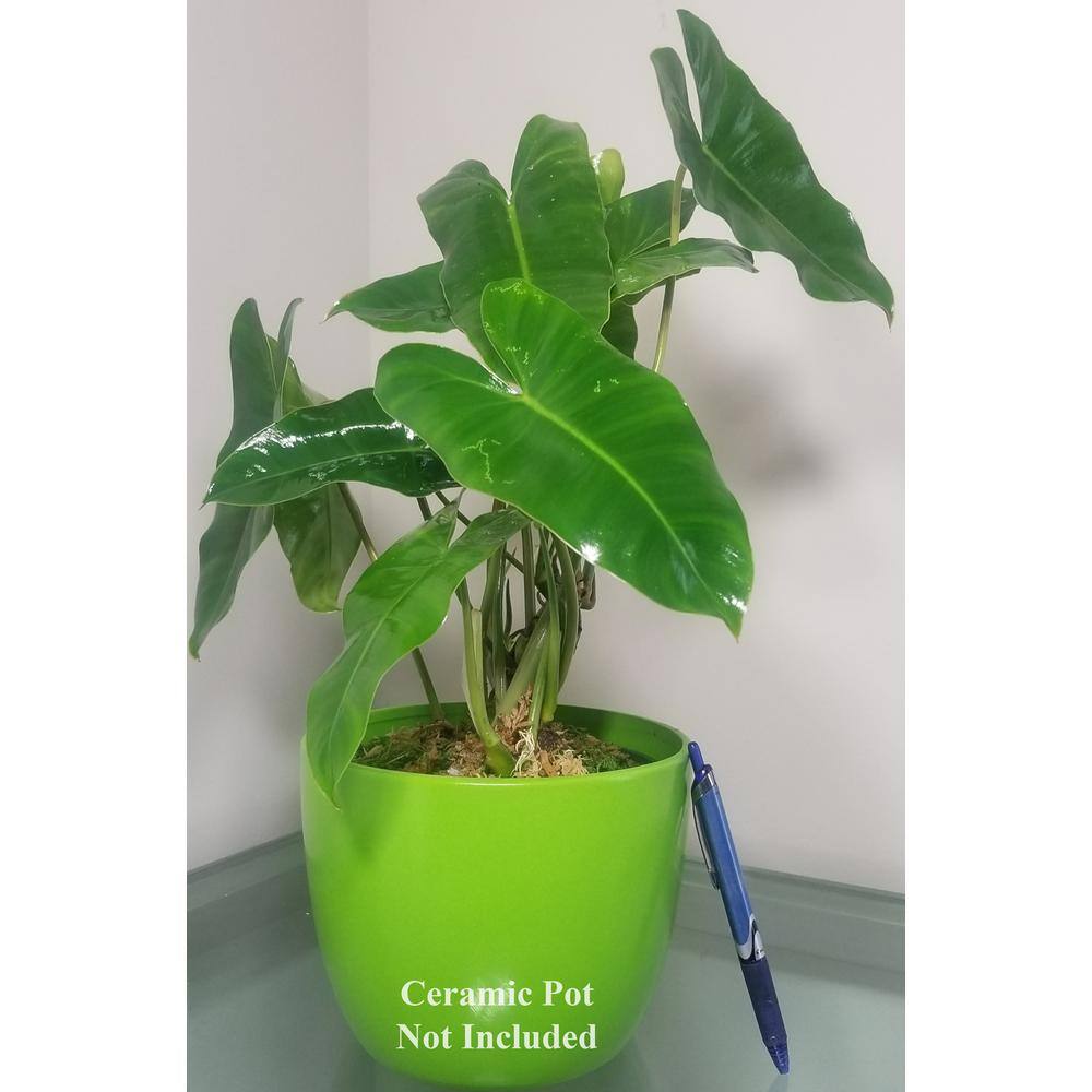 EverGrace 6 in. Philodendron Burle Marx Plant in Grower Pot (2-Pack) 2PKBrlMrx