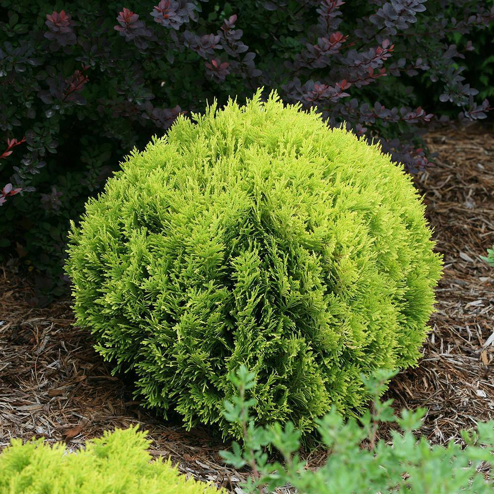 PROVEN WINNERS 2 Gal. Anna's Magic Ball Arborvitae Evergreen Shrub 18179