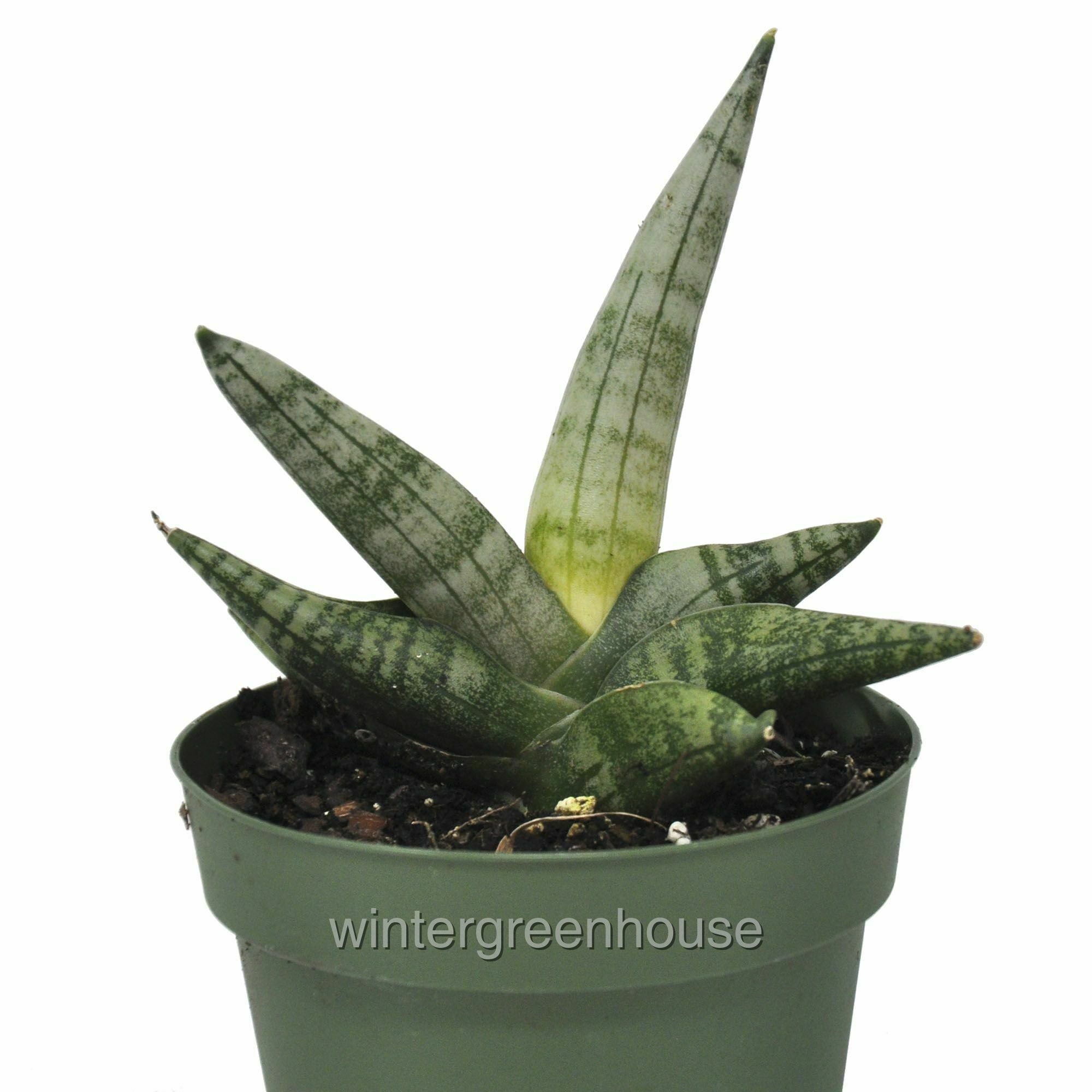 Sansevieria Trifasciata， Starfish， Snake Plant - Pot Size: 4