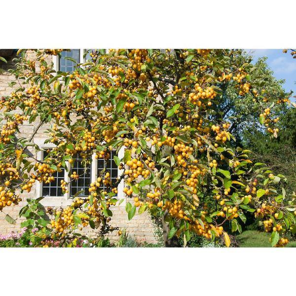 Online Orchards Harvest Gold Flowering Crabapple Tree Bare Root FLCA005